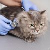 Chat allongé sur une table d'examen chez le vétérinaire, lors d’un contrôle de santé