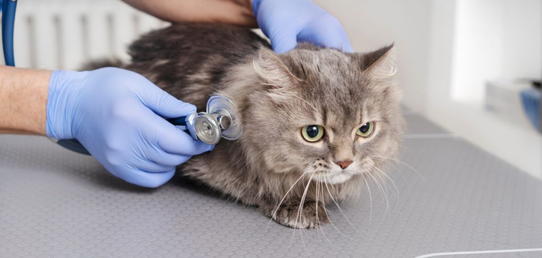 Chat allongé sur une table d'examen chez le vétérinaire, lors d’un contrôle de santé