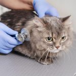 Chat allongé sur une table d'examen chez le vétérinaire, lors d’un contrôle de santé