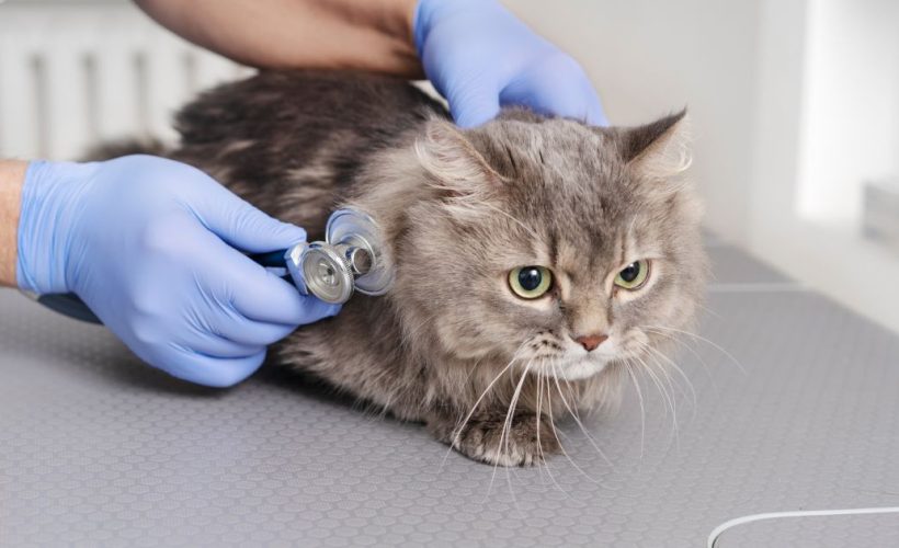 Chat allongé sur une table d'examen chez le vétérinaire, lors d’un contrôle de santé