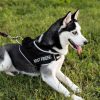 Chien portant un harnais anti-traction lors d’une promenade