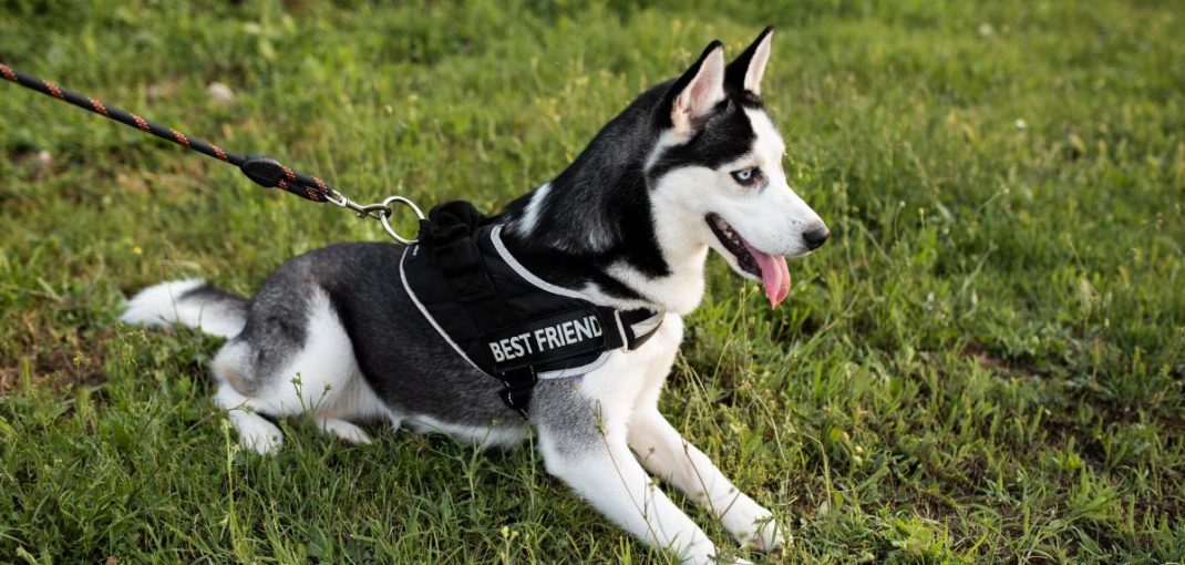 Chien portant un harnais anti-traction lors d’une promenade