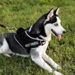 Chien portant un harnais anti-traction lors d’une promenade