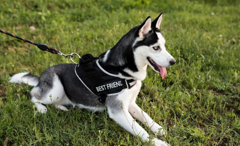 Chien portant un harnais anti-traction lors d’une promenade