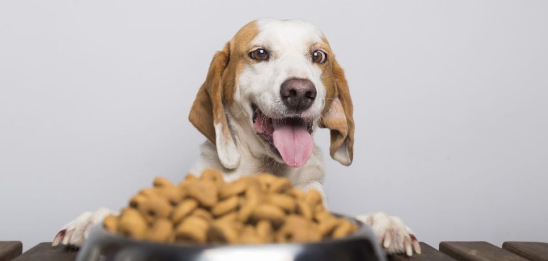 Comment choisir les meilleures croquettes pour chien?