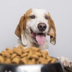 Comment choisir les meilleures croquettes pour chien?