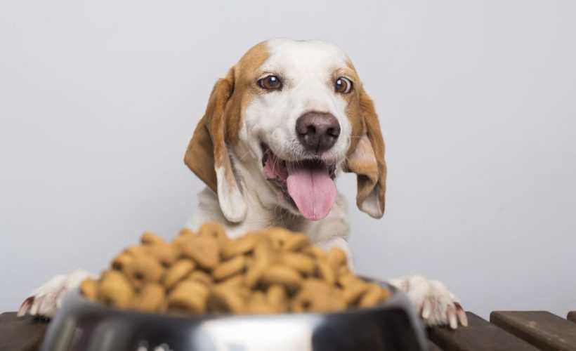 Comment choisir les meilleures croquettes pour chien?