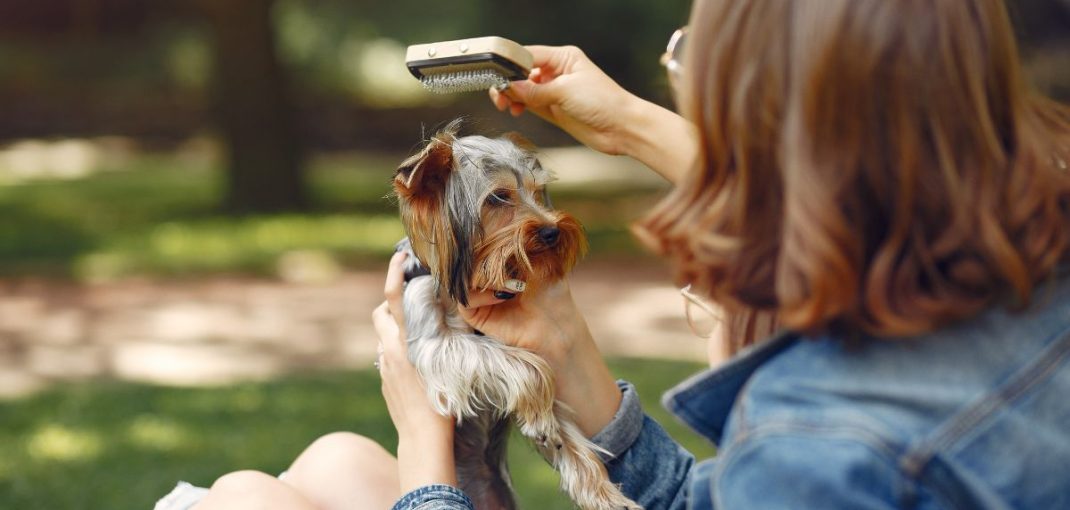 Chien allongé à l’ombre en été avec une gamelle d’eau
