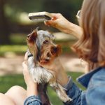 Chien allongé à l’ombre en été avec une gamelle d’eau