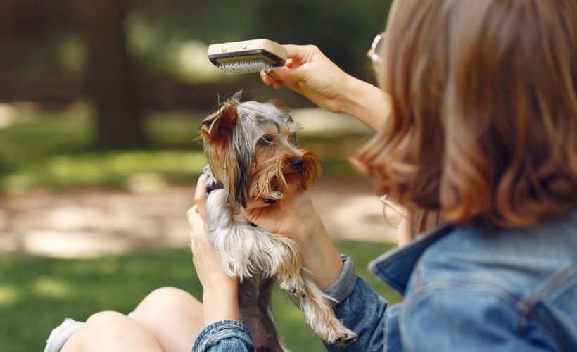 Chien allongé à l’ombre en été avec une gamelle d’eau