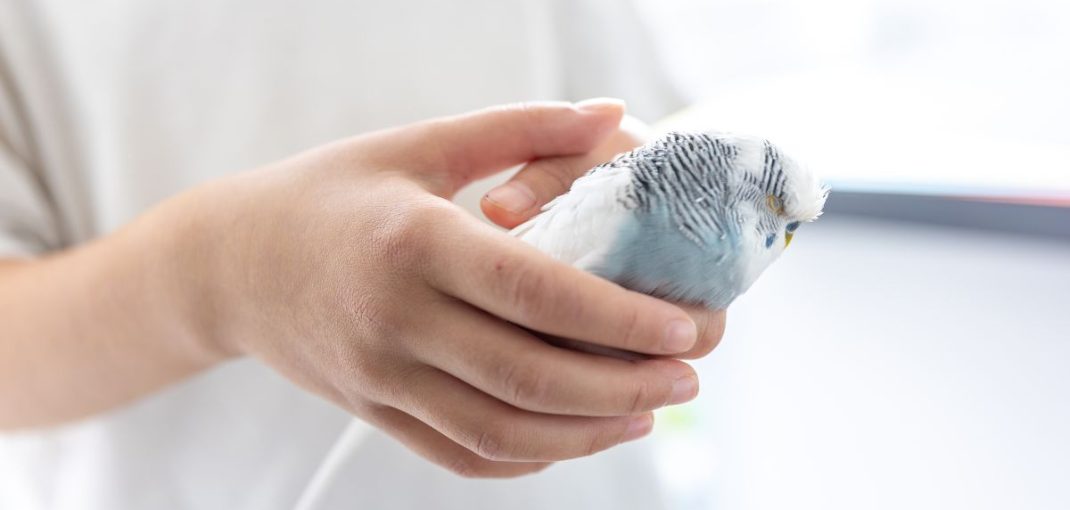 Signes de maladies chez les oiseaux domestiques