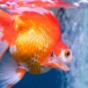 Poisson d’aquarium atteint de points blancs, symptôme courant de maladie