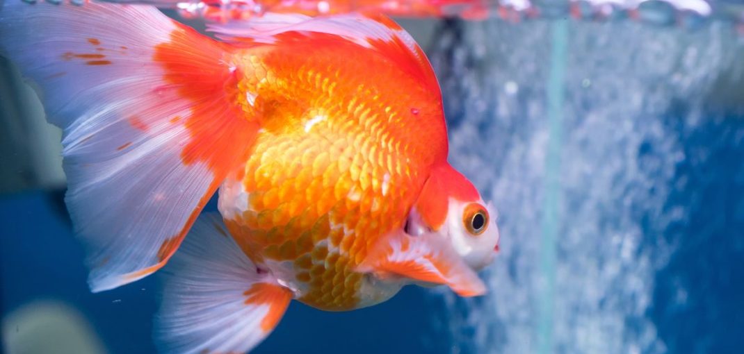 Poisson d’aquarium atteint de points blancs, symptôme courant de maladie