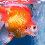 Poisson d’aquarium atteint de points blancs, symptôme courant de maladie