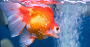 Quelle alimentation pour les poissons rouges ?