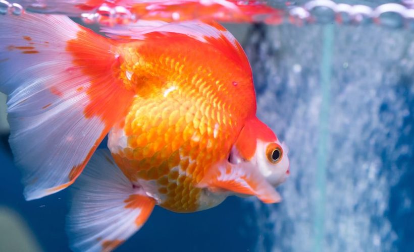 Poisson d’aquarium atteint de points blancs, symptôme courant de maladie