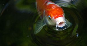 Maladies poissons aquarium : symptômes et traitements