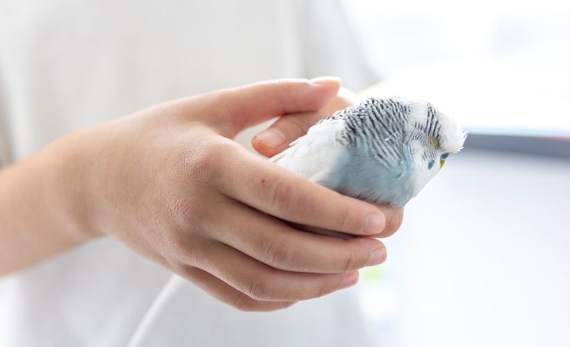 Signes de maladies chez les oiseaux domestiques