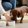 Bol de croquettes pour chien sur sol en bois