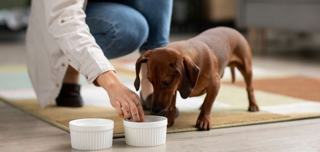 Bol de croquettes pour chien sur sol en bois