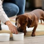 Bol de croquettes pour chien sur sol en bois