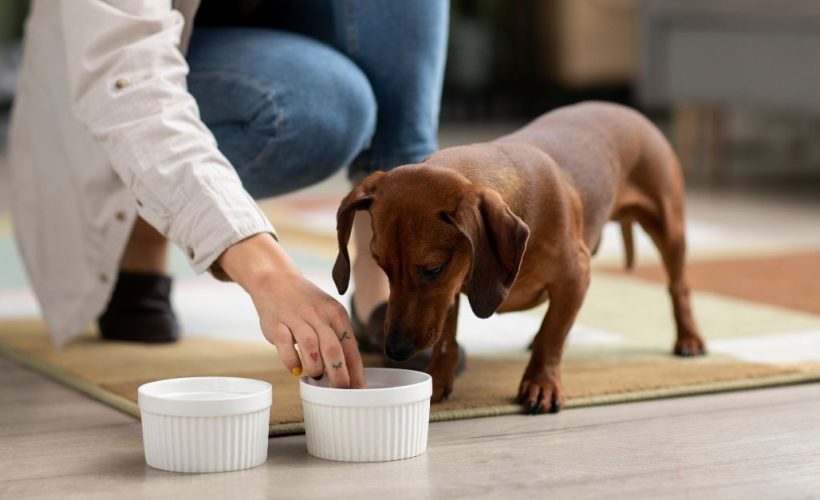 Bol de croquettes pour chien sur sol en bois