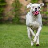 Why exercise matters for your dog’s mental health