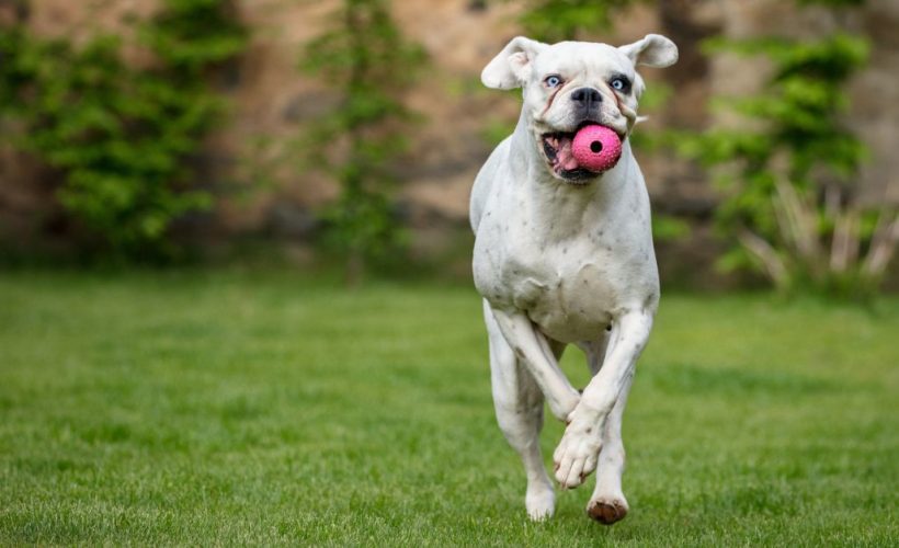 Why exercise matters for your dog’s mental health