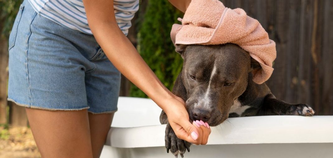 Erreurs à éviter lors du bain de votre chien