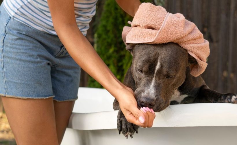 Erreurs à éviter lors du bain de votre chien