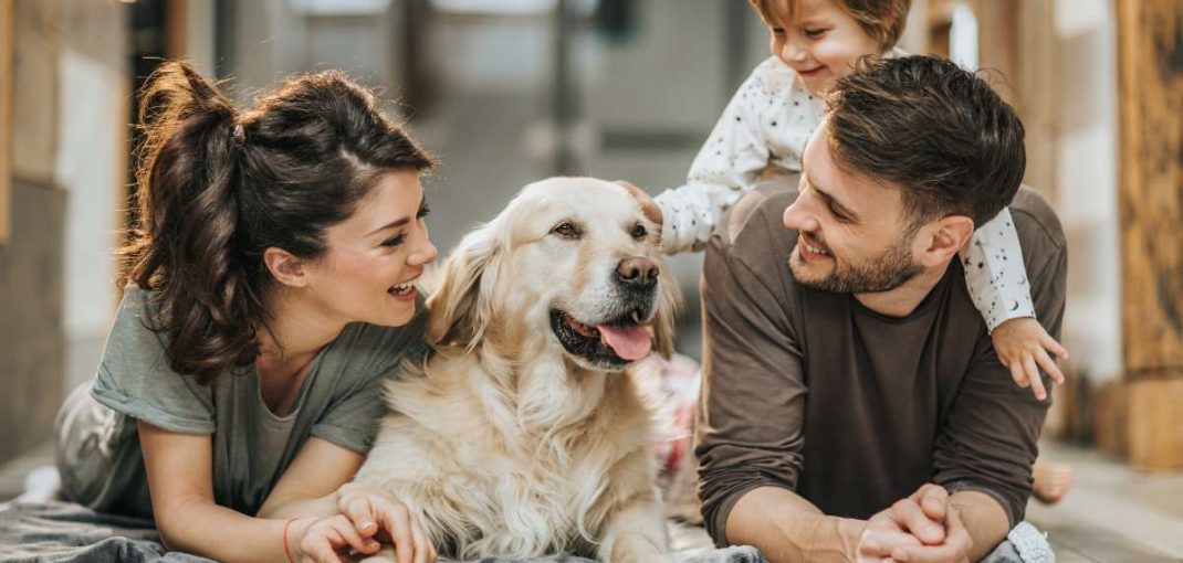 La Journée Mondiale des Chiens