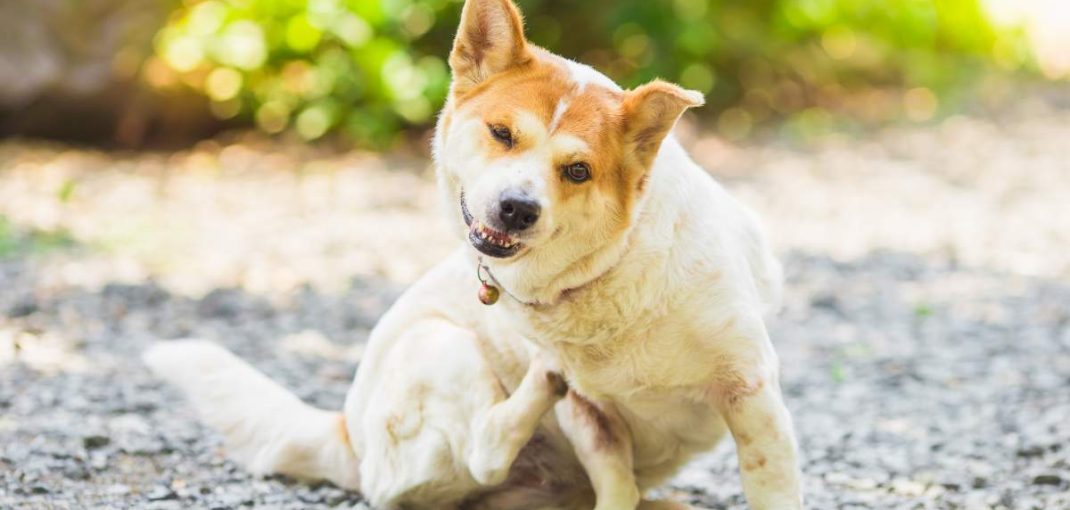 Protecting Your Dog from Parasites: Fleas, Ticks, and Worms