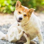 Protecting Your Dog from Parasites: Fleas, Ticks, and Worms