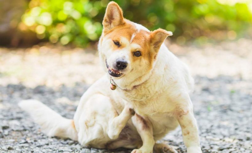 Protecting Your Dog from Parasites: Fleas, Ticks, and Worms