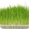 Friandises-herbe a chat