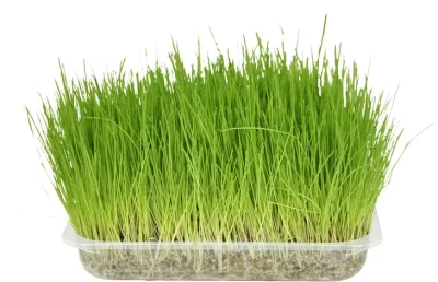 Friandises-herbe a chat