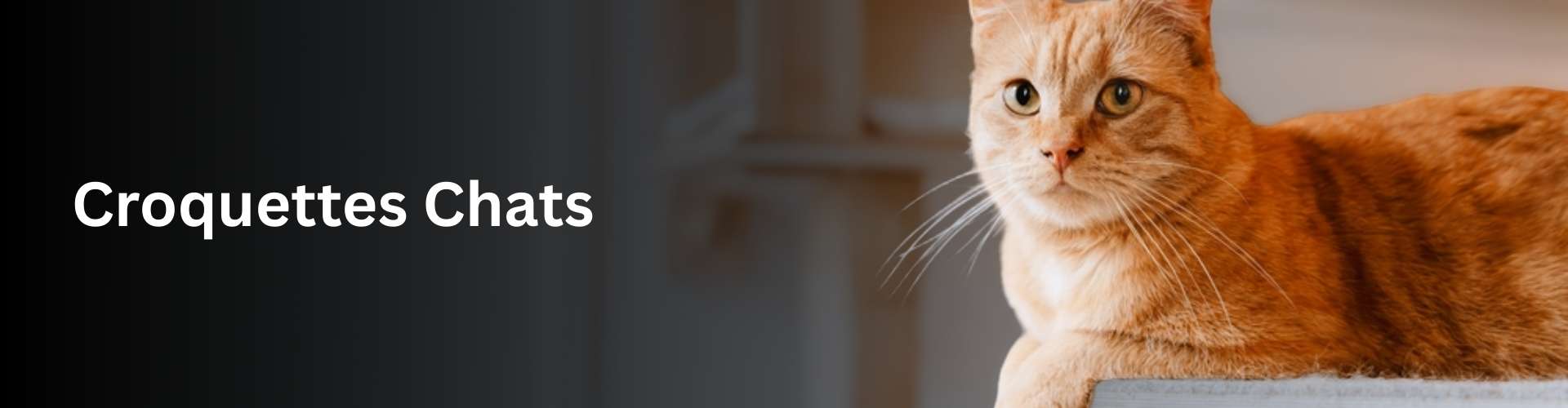 Croquettes Chats