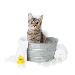 Hygiène & Soins Pour Chats