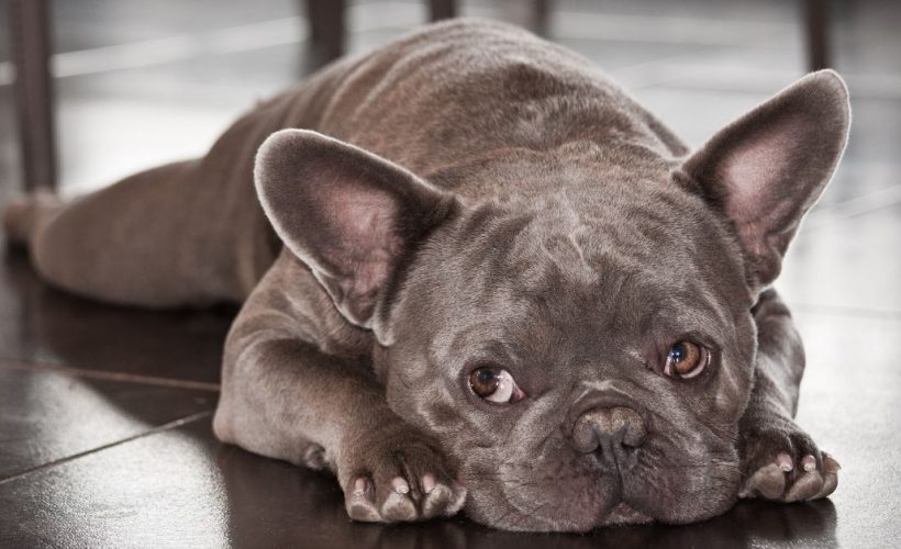 croquettes Bulldog Français