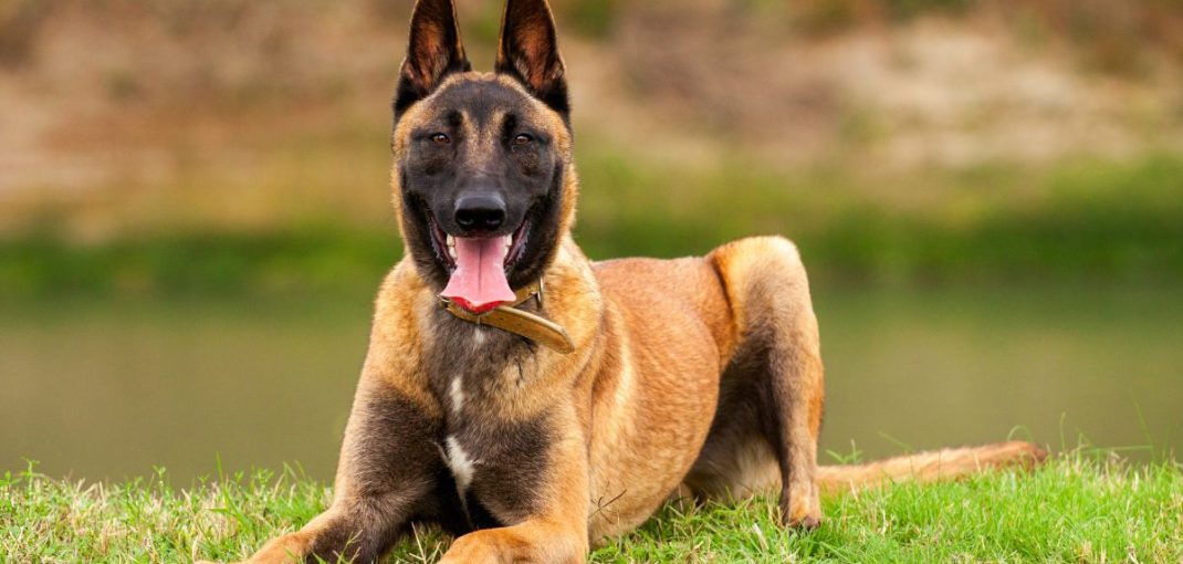 Berger Belge Malinois