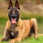 Berger Belge Malinois