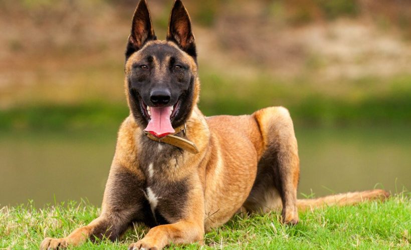 Berger Belge Malinois