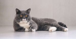 Top 10 des races de chats les plus affectueuses et faciles à vivre