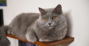 Top 10 des races de chats les plus affectueuses et faciles à vivre