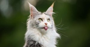 Top 10 des races de chats les plus affectueuses et faciles à vivre