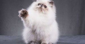 Top 10 des races de chats les plus affectueuses et faciles à vivre