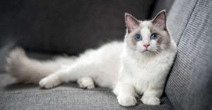 Top 10 des races de chats les plus affectueuses et faciles à vivre