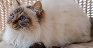 Top 10 des races de chats les plus affectueuses et faciles à vivre