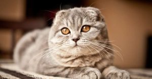 Top 10 des races de chats les plus affectueuses et faciles à vivre