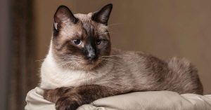 Top 10 des races de chats les plus affectueuses et faciles à vivre